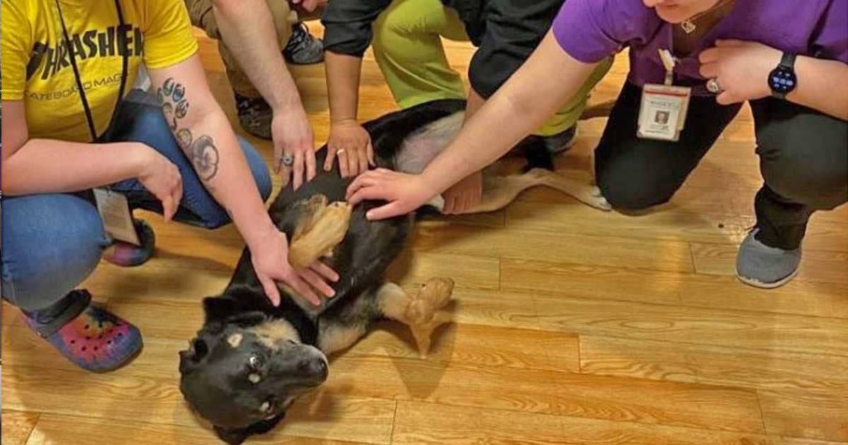 Shelter Dog Sneaking Into Nursing Home Adopted by Medical Staff