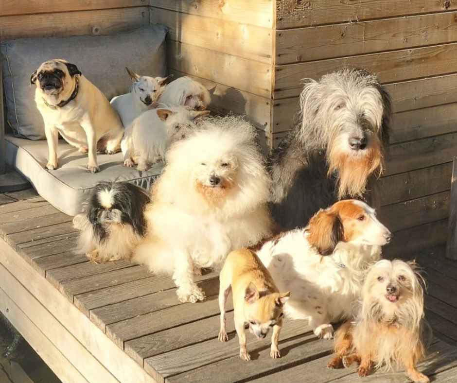 Steve's pets_Mr. Magoo, Festus, Willamena, Loretta, Chalmer, Cat the dog, Raylene, Onion, Juanita, Fernando, posing for a photo on a wooden bench.