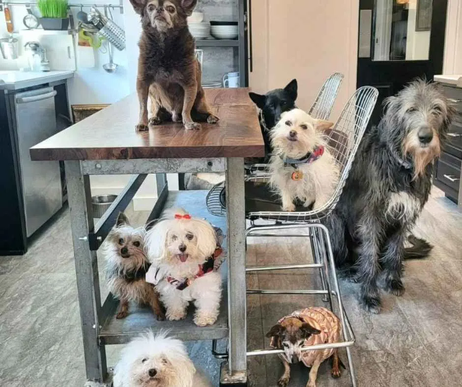 Steve's senior dogs posing for a photo in a kitchen.