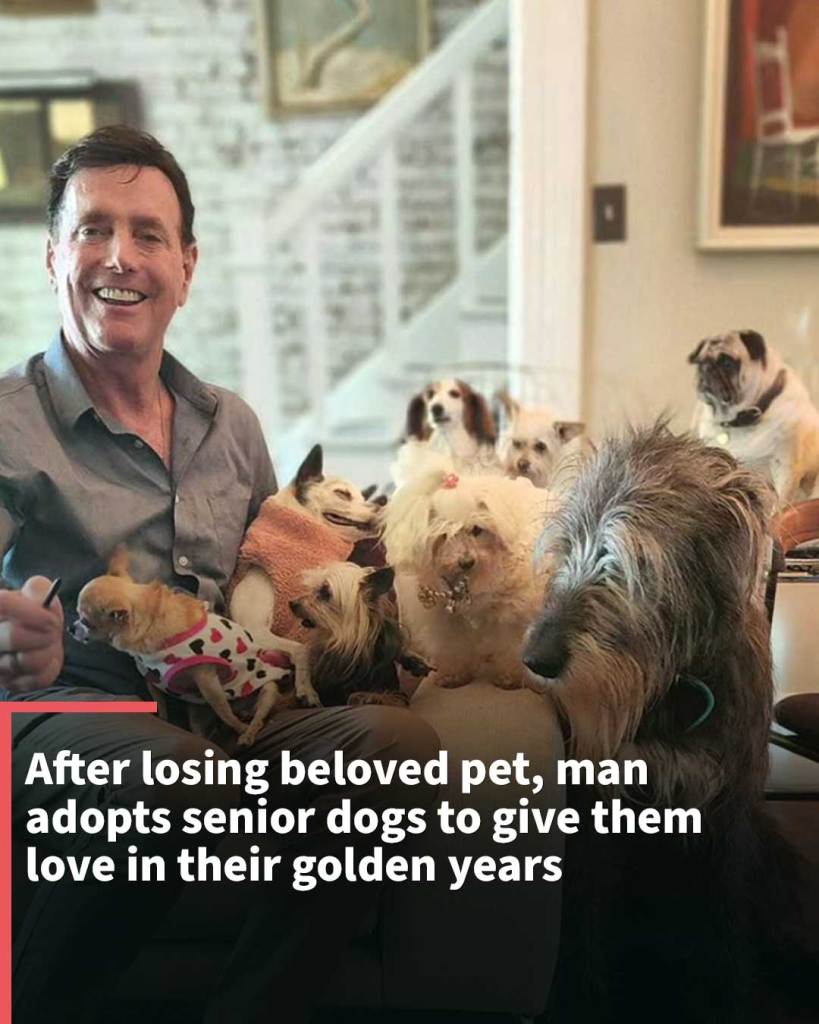 Retiree adopts senior shelter dogs to give them love in their golden years