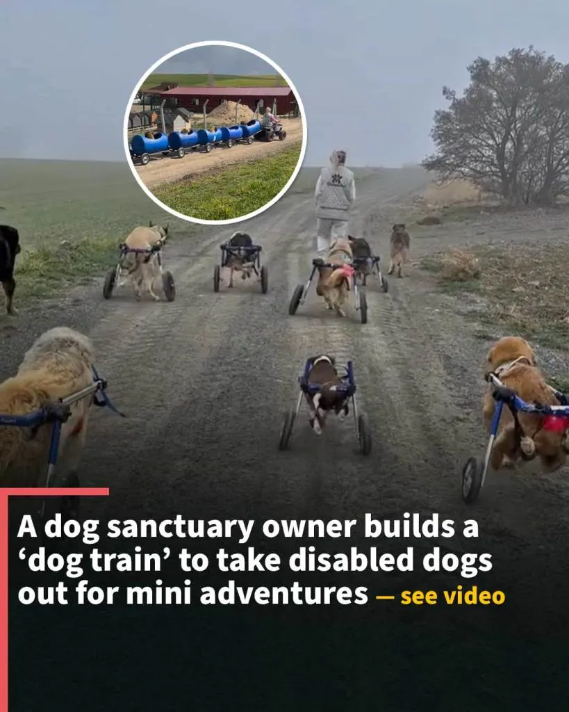 A sanctuary owner builds a ‘dog train’ to take disabled dogs out for mini adventures