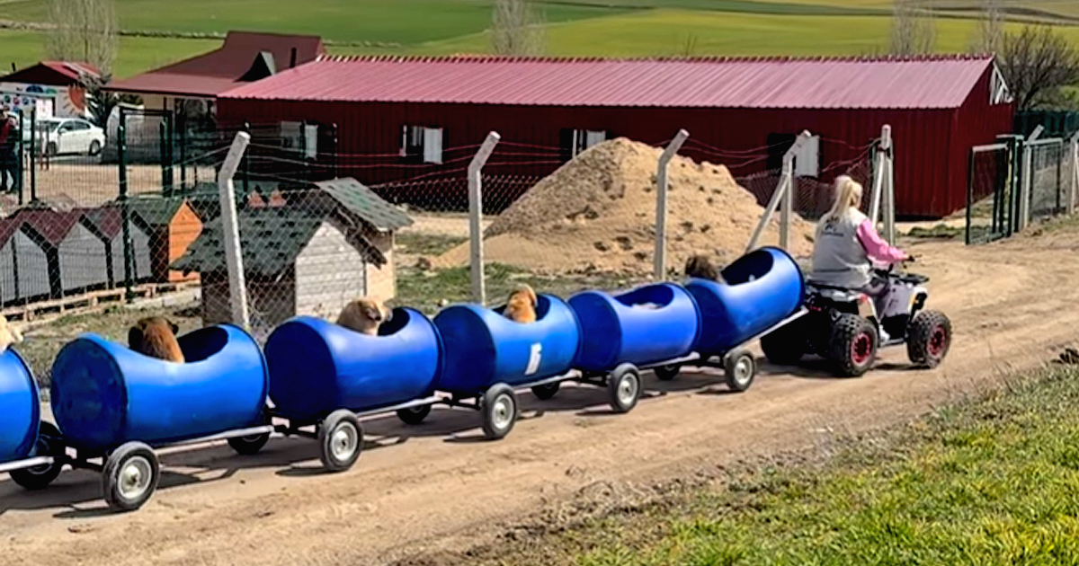 Fancy Dog Train