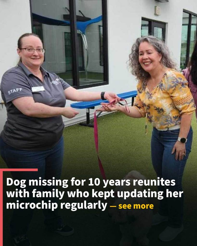 Dog missing for 10 years reunites with family who kept updating her microchip regularly