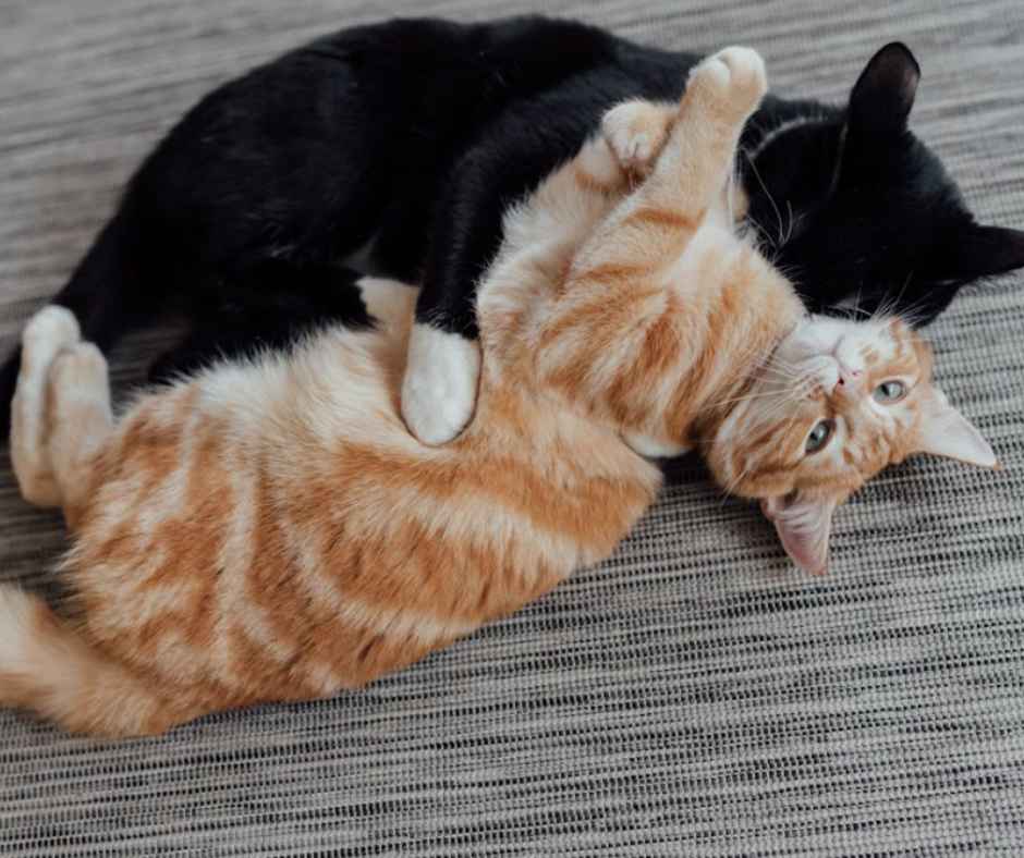 Black and orange cat playing on the floor