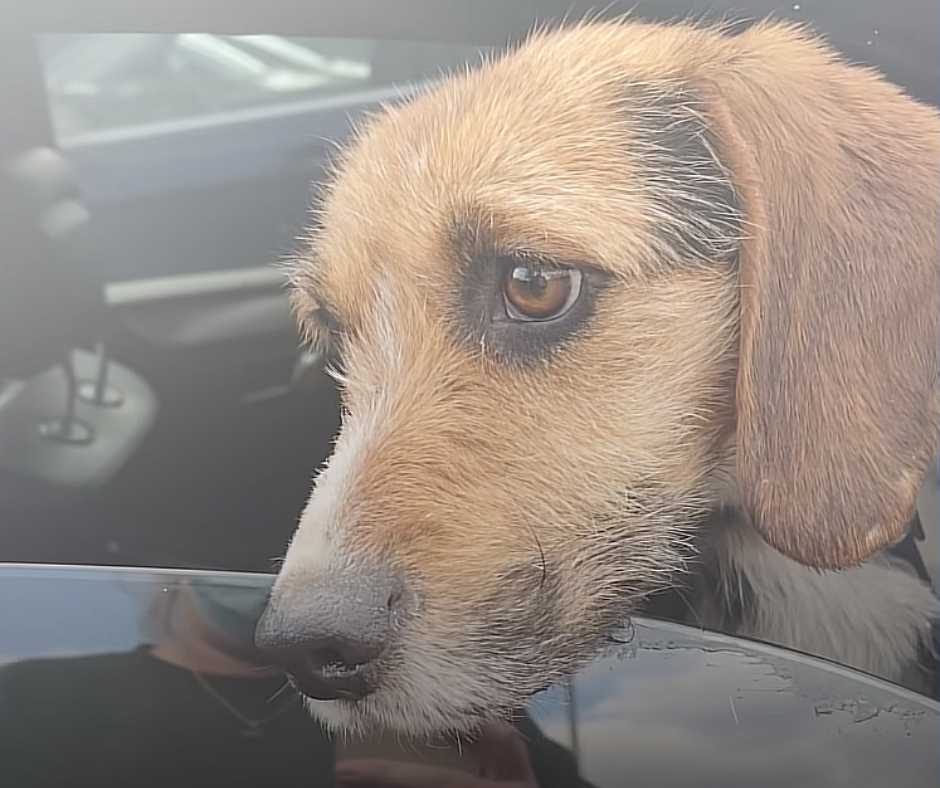 Walt, the sad dog, poking his head out of Kelly's car window.