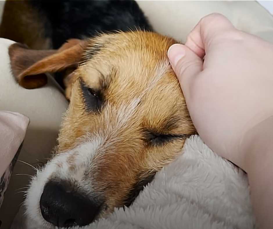 Walter, a dog from rescue animals, begins to accept love