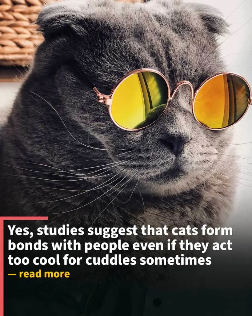 https://unsplash.com/photos/russian-blue-cat-wearing-yellow-sunglasses-yMSecCHsIBc
