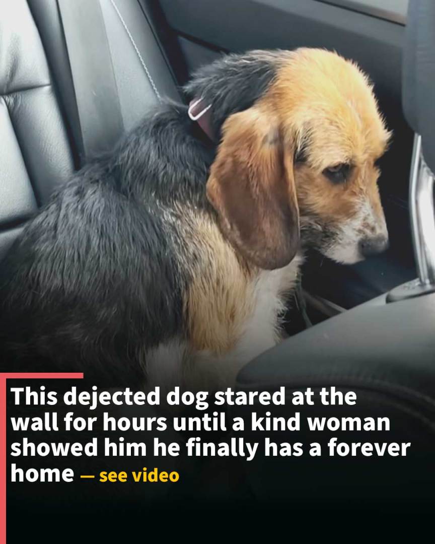 Dog Stares at Wall for Hours Until Rescuer Reveals Forever Home