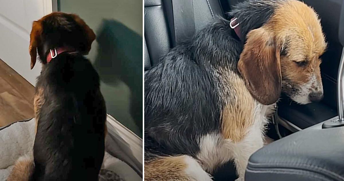 Dog Stares at Wall for Hours Until Rescuer Reveals Forever Home