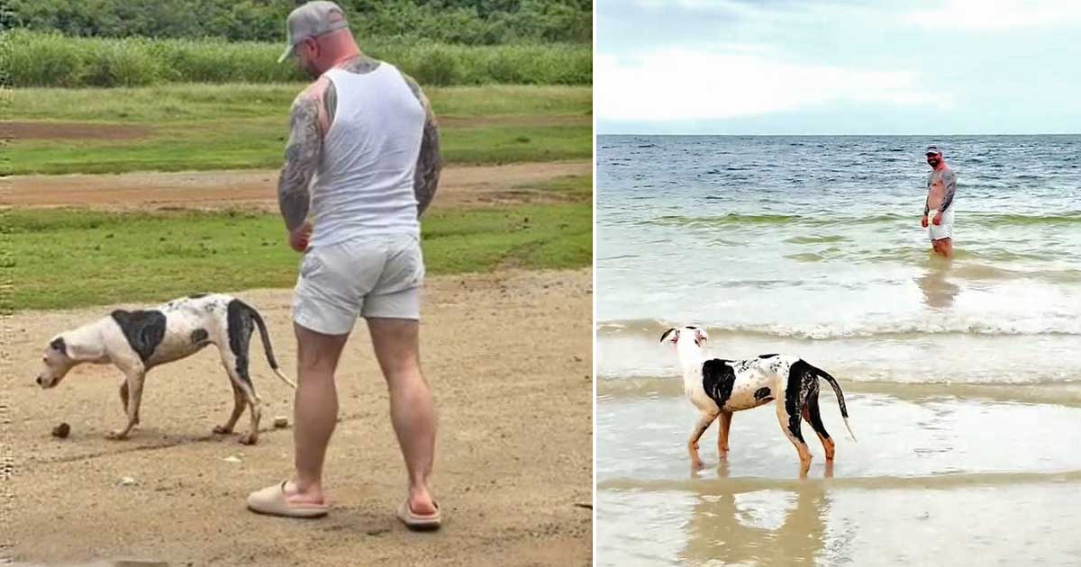 Man Adopts Dog Who Followed While on Vacation