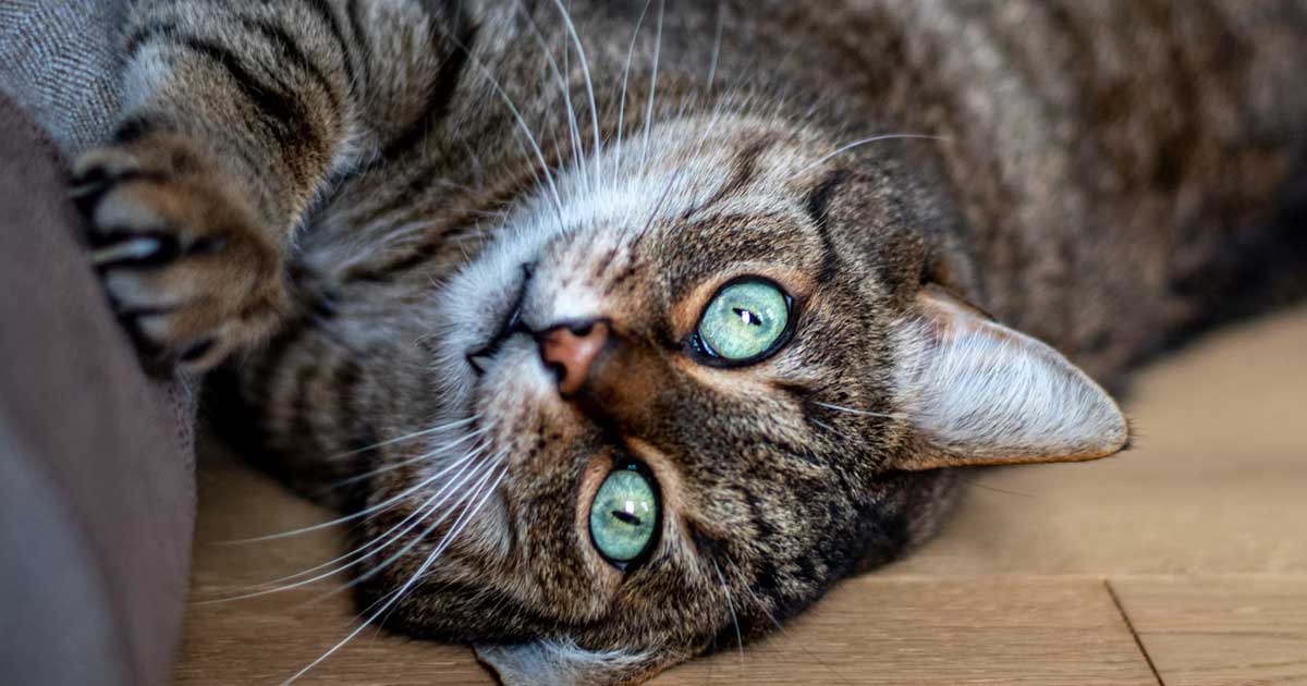 Why Do Cats Scratch Furniture? ScienceBacked Ways to Stop It