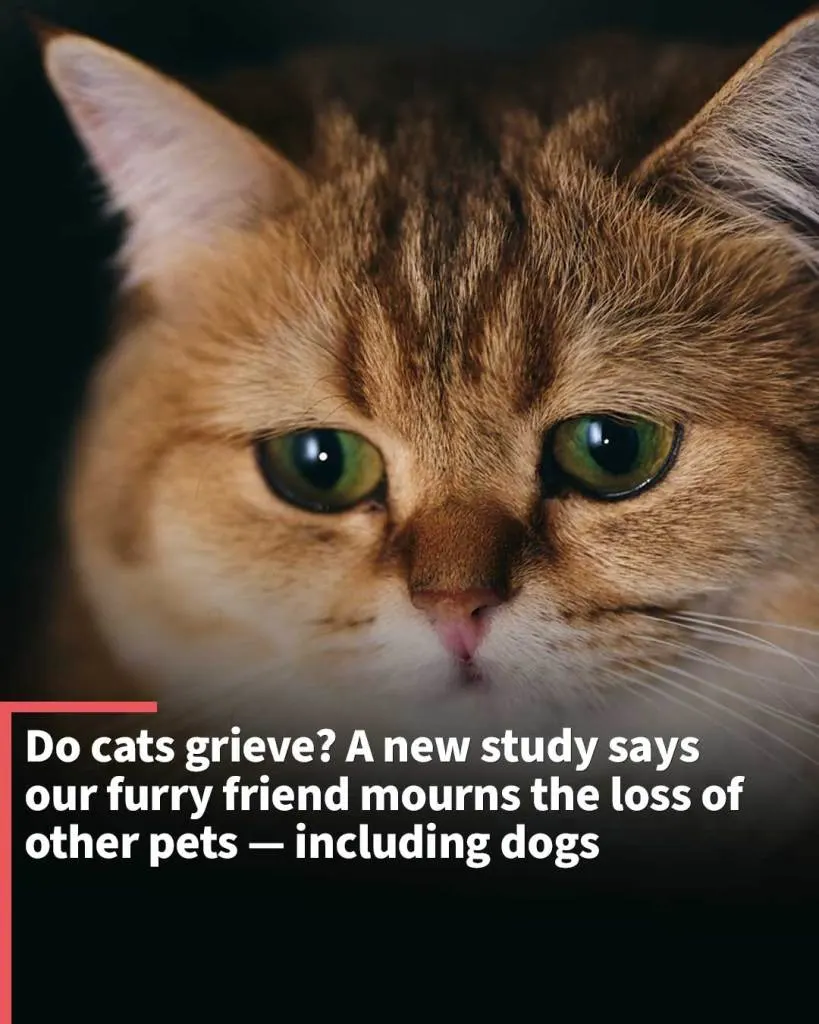 Cats Feel Grief Study Reveals Felines Mourn Loss of Other Pets